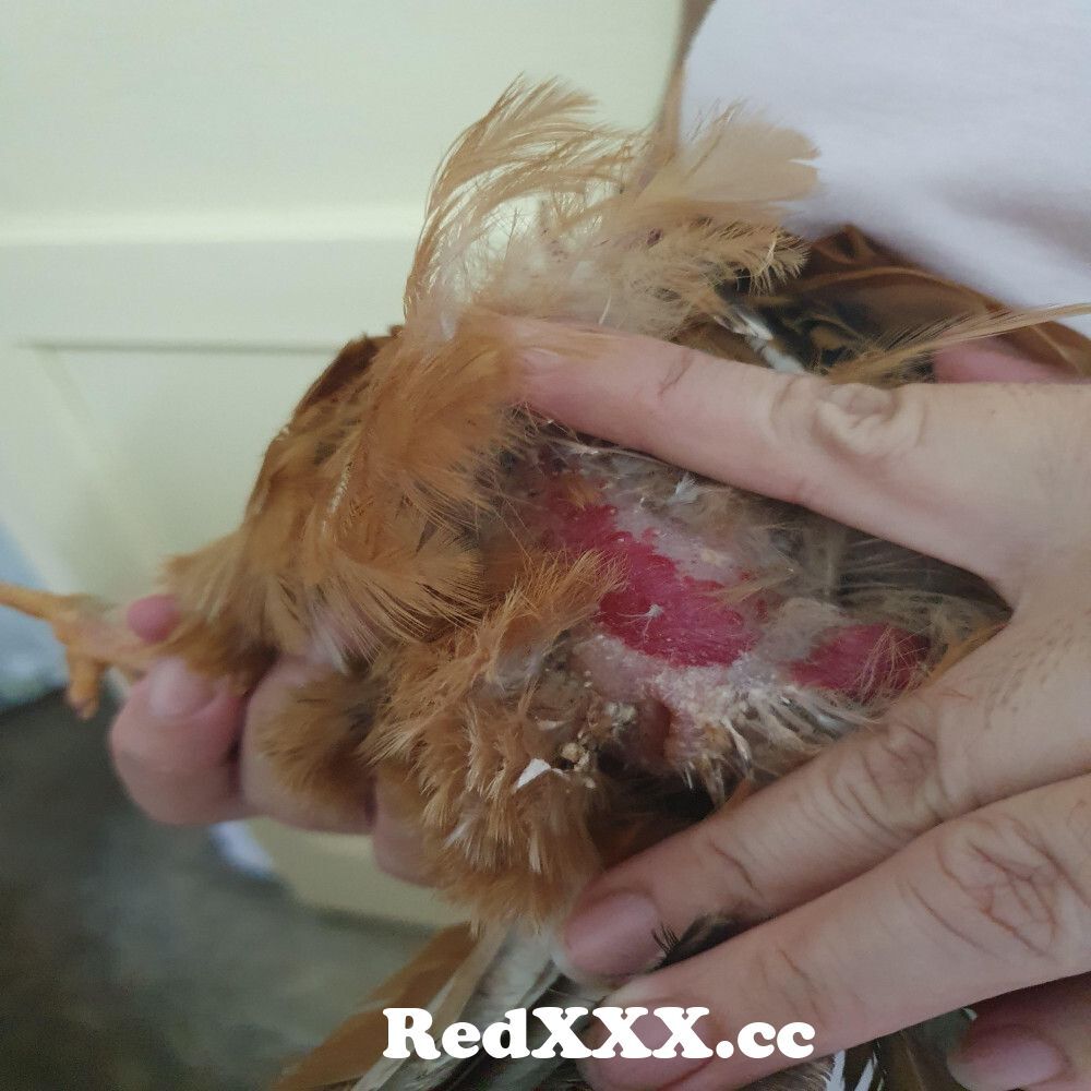 Bright red blad patch on my roosters ass, any ideas on cause? from sex taim  waman blad aana video dawnloding Post - RedXXX.cc