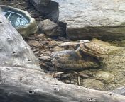 Turtles Making Passionate Love at Artis from artis malaysia bogel sexads indian