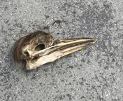 I saw a heron skull from xxx hot sex bf video hd downloadoute indian heron nrabraजीजा और साली की चुदाई की विडियो 12 yr