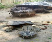 Tuesday's turtles, the mata mata from xxx photo kali mata and durga maa