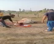 [30th Jan 2022] Muslim Youths in Lilong, Manipur have killed a cow with the BJP party flag underneath it. from manipur kasubi sex kekru